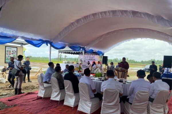 Pembukaan Lahan Sawah Luwuk (3) Pembukaan Lahan Sawah Luwuk (3)