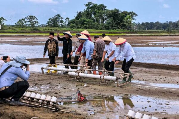 Pembukaan Lahan Sawah Luwuk (6) Pembukaan Lahan Sawah Luwuk (6)